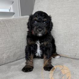 Black Berry - Phantom male Goldendoodle puppy in Murrieta, California from Apricot Poodles & Goldendoodles, LLC