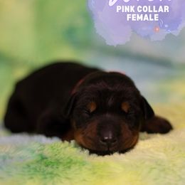 Doberman Pinscher Puppies from Rockin K Kennels