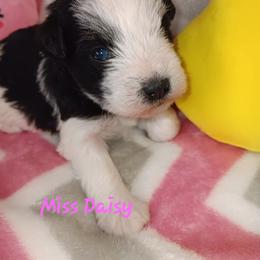 Miss Daisy - Parti female Miniature Schnauzer puppy in Shoshone, Idaho from Debra Kruse's Miniature Schnauzers