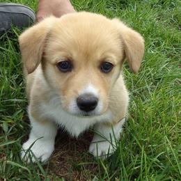 American Corgis and Pembroke Welsh Corgis from Crazy About Corgis