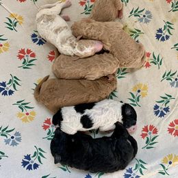 Poodle puppies from Big Springs Little Paws Standard Poodles