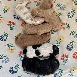 Poodle puppies from Big Springs Little Paws Standard Poodles