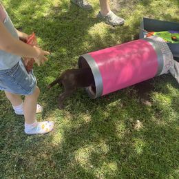 Labrador Retriever Puppies from Naomi's Labrador Retrievers