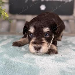 Espresso - Liver male Miniature Schnauzer puppy in Hockley, Texas from Dixieland Miniature Schnauzers