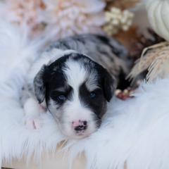Shadowed Quartz - Blue merle male Bordoodle puppy in Conway, Missouri from 2J 2K Bordoodles