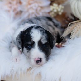 Shadowed Quartz - Blue merle male Bordoodle puppy in Conway, Missouri from 2J 2K Bordoodles