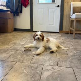 Danish - Parti female Goldendoodle puppy in Sugarcreek, Ohio from True Hearted Doodles