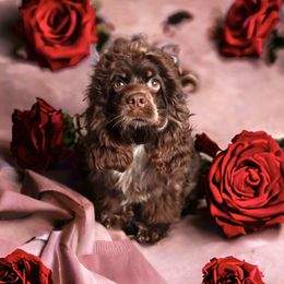 Secret - Cocker Spaniel