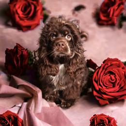 Secret - Cocker Spaniel