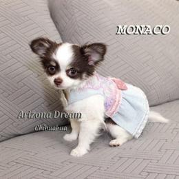 Monaco - Chocolate and white female Chihuahua puppy in Mesa, Arizona from Arizona Dream Chihuahuas