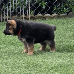 Red - Black and tan female German Shepherd puppy in Snoqualmie, Washington from Beau Ideal German Shepherds