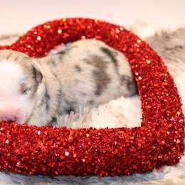 Amore - Blue merle male Australian Shepherd puppy in Plantersville, Texas from Jak Se Auss