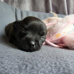 Midnight - Black male Chihuahua puppy in East Camden, Arkansas from RoyAl