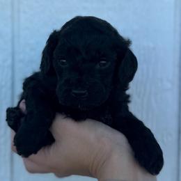Truffle - Black female Cavapoo puppy in Ville Platte, Louisiana from The Barkery