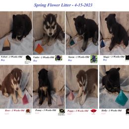 Siberian Husky Puppies from Forever Young Siberian Huskies