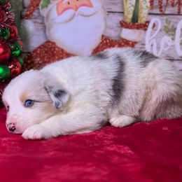 Aspen - Blue merle male Australian Shepherd puppy in Howardsville, Virginia from Spectacular Aussies and Cavaliers