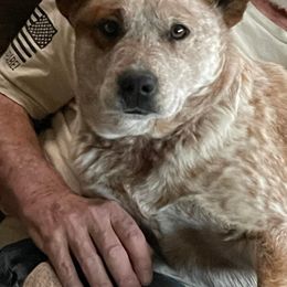 Gucci - Australian Cattle Dog