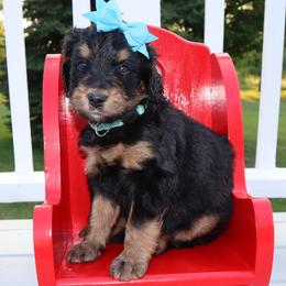 Bernedoodle and Goldendoodle Puppies from Angie's Goldendoodles/Angies doodles LLC