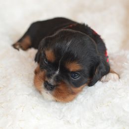 Cavalier King Charles Spaniel Puppies from Diamond Rose Cavalier LLC