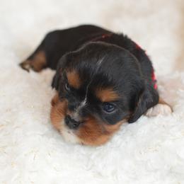 Cavalier King Charles Spaniel Puppies from Diamond Rose Cavalier LLC
