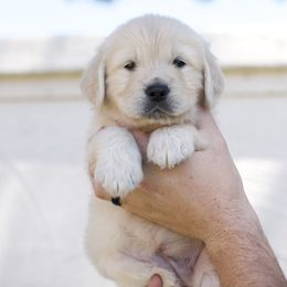 Golden Retriever Puppies from Dani’s Dawgs