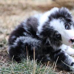 Australian Shepherd, Miniature American Shepherd, Miniature Australian Shepherd, and Toy Australian Shepherd Puppies from Painted Blue Aussies