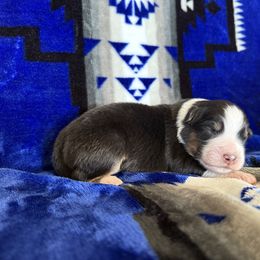 MI - Black tri-color male Australian Shepherd puppy in Pendleton, Oregon from High West Aussies