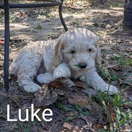 Luke - Cream male Cockapoo puppy in Sunset, Louisiana from Cano Cockapoos