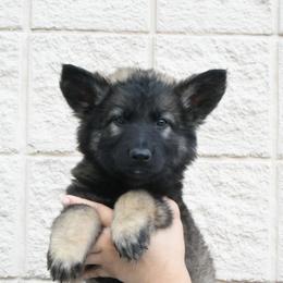 Frankie - Sable female German Shepherd puppy in Hawthorne, Florida from Lace's High Flying German Shepherds And Golden Retrievers