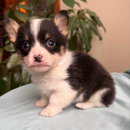 Truly - Black and tan male Pembroke Welsh Corgi puppy in Lake City, Minnesota from Lake Pepin Corgi's