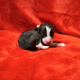 Girl 2 - Slate female Chinese Crested puppy in Auburn, Kansas from TopBrass Kennels