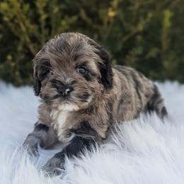 Ash - Merle male Cockapoo puppy in Salt Lake City, Utah from Utah Cocker Spaniels