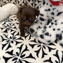 Chocolate 4 RESERVED - Liver female Shih Tzu puppy in Fort Myers, Florida from Donna's Puppies
