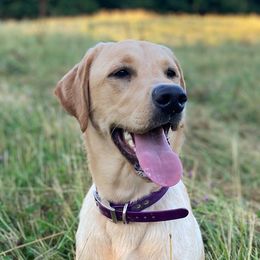 Labrador Retrievers from L&R Farm Labrador Retrievers