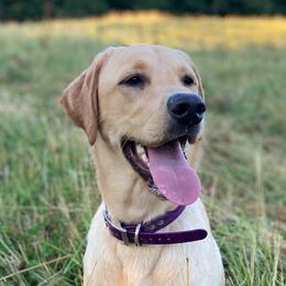 Labrador Retrievers from L&R Farm Labrador Retrievers