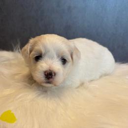 SpongeBob - White and lemon male Maltese puppy in Grottoes, Virginia from Wendy’s Maltese & Cavamalts of Virginia