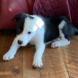 Border Collie Puppies from Gold Creek Ranch Border Collies