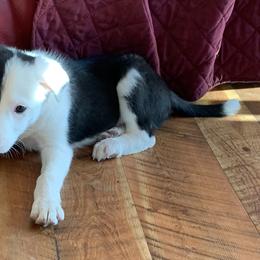 Border Collie Puppies from Gold Creek Ranch Border Collies