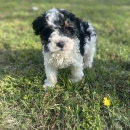 Snoopy - Parti male Schnoodle puppy in Quitman, Texas from Wright Doodles