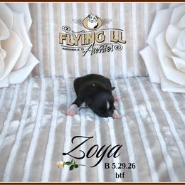 Zoya - Black tri female Miniature Australian Shepherd puppy in Madisonville, Texas from Flying LL Aussies