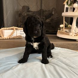 Poodle and Shih Tzu Puppies from Carolina Dream Standard Poodles and Shihtzu’s