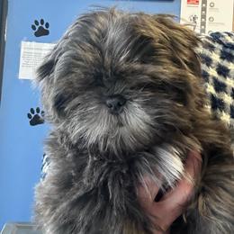 Robby - Silver and white male Shih Tzu puppy in Victorville, California from Precioustzus