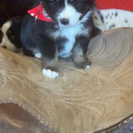 Reba - Black tri female Miniature Australian Shepherd puppy in Madisonville, Texas from Diamond R Aussies