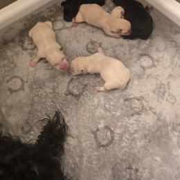 Wheaten male - Wheaten male Scottish Terrier puppy in Utah from TnT Scotties