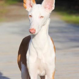 Ibizan Hound and Manchester Terrier Puppies from Dugualla