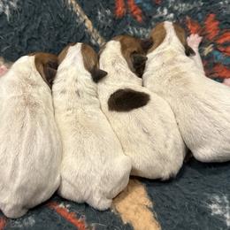 Jack Russell Terrier Puppies from Tuff Country Farm