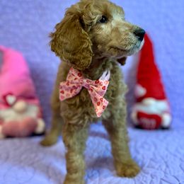 Girl 6- Mei - Red  Poodle puppy in Troy, Virginia from Stewart’s Standards