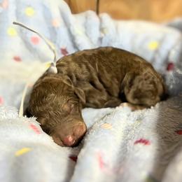 Antonio - Chocolate male Goldendoodle puppy in Pittsburg, Texas from Grace Springs Goldendoodles