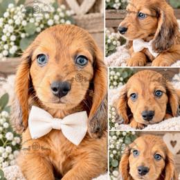 Mr. Green-2200 - Dapple male Dachshund puppy in Sparr, Florida from From the Heart Doxies