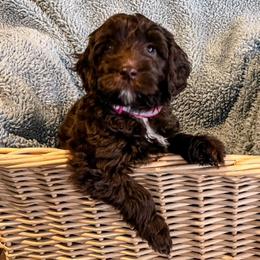 Australian Labradoodle Puppies from Forever Friends Labradoodles